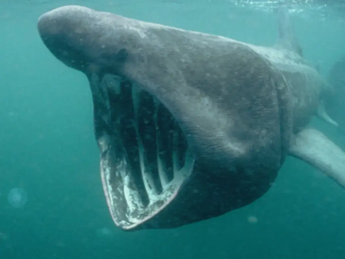 Rekin olbrzymi z otwartym pyskiem pod wodą.