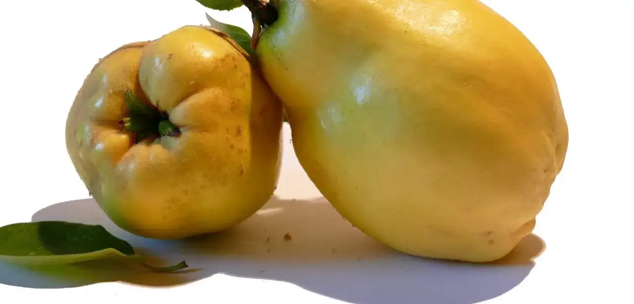 Kiedy jest sezon na pigwę? Odkryj najlepszy czas na zbiory