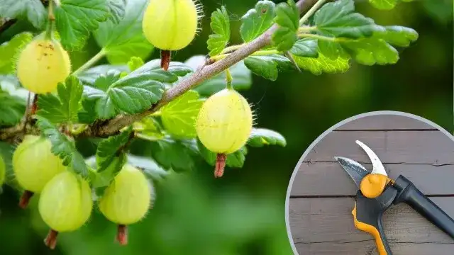 Jak i kiedy przycinać ostrokrzew, aby uniknąć błędów w pielęgnacji