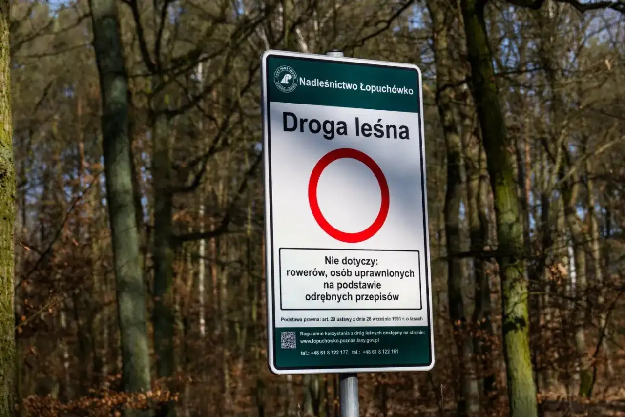 Nie zgub się w lesie! Jak zawsze trafić do samochodu?