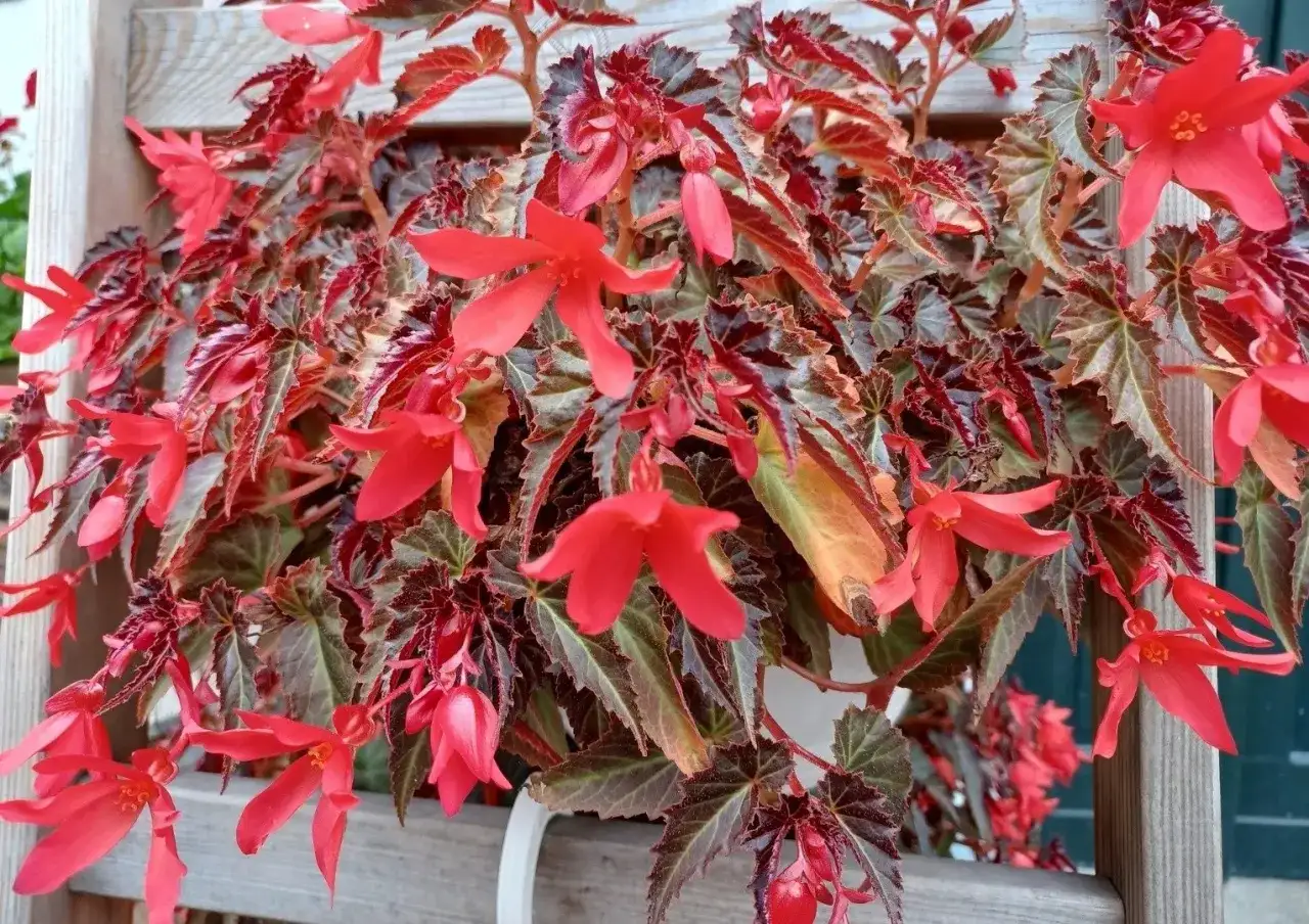 Begonia Skrzydła Anioła: Jak sprawić, by kwitła?