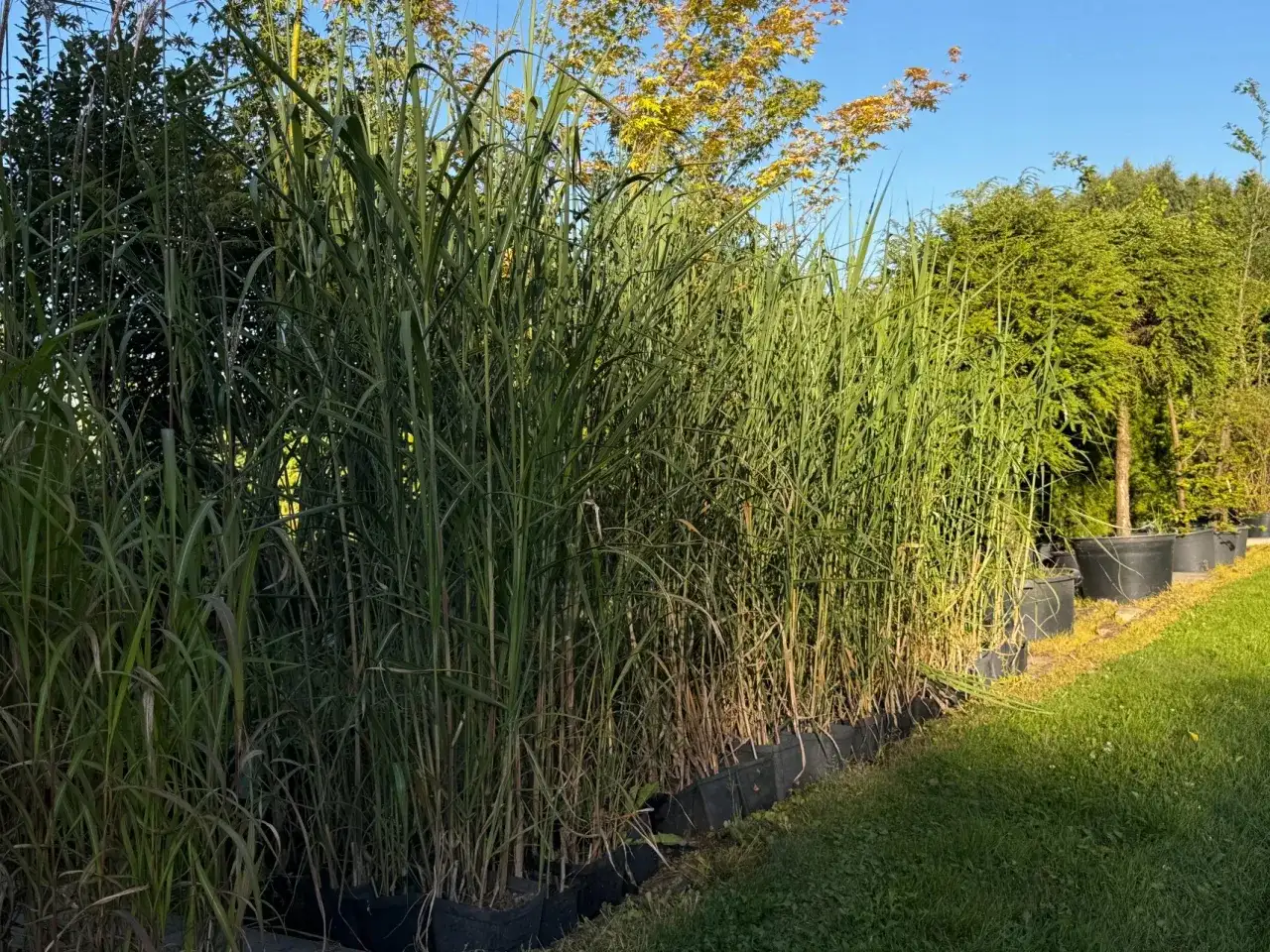 Jak prawidłowo sadzić miskanta olbrzymiego na żywopłot – uniknij błędów i ciesz się efektem