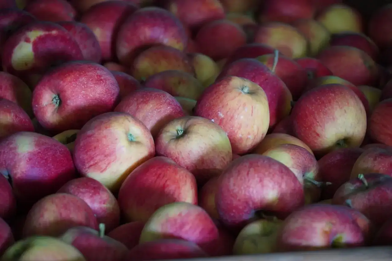 Po ile jabłka na skupie? Styczeń 2026: ceny, trendy, prognozy