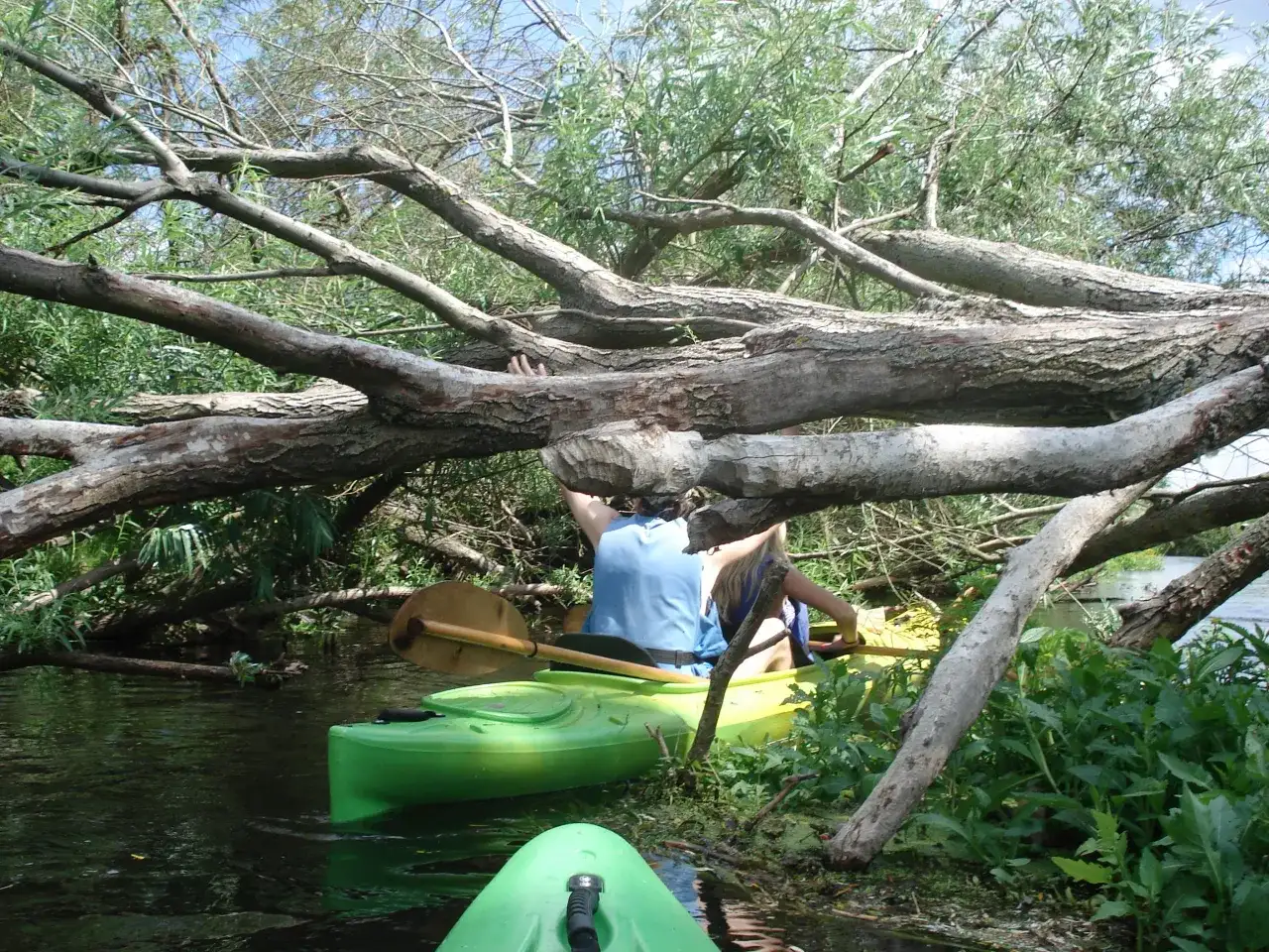 Spływy kajakowe Drawno: Trasy, Ceny, Organizacja - Twój Przewodnik