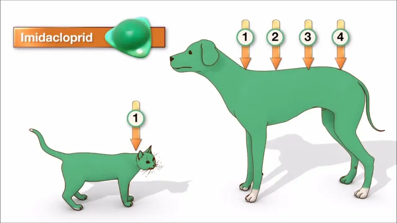 Advocate dla psa: Jak stosować krok po kroku? Pełny poradnik!