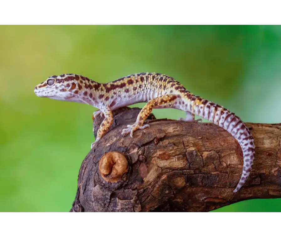 Gekon lamparci jak hodować: kluczowe wskazówki dla początkujących