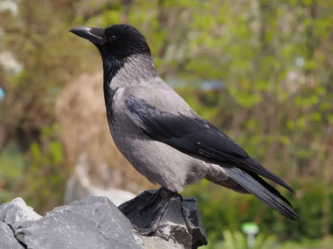 Srebrzystoszara wrona z czarną głową siedzi na kamieniu. Zastanawiasz się, ile lat żyje wrona?
