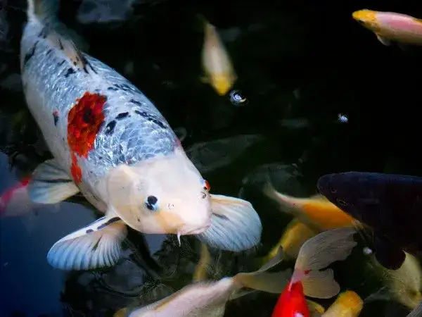 Jakie rybki do oczka wodnego – wybierz najlepsze gatunki i dbaj o nie