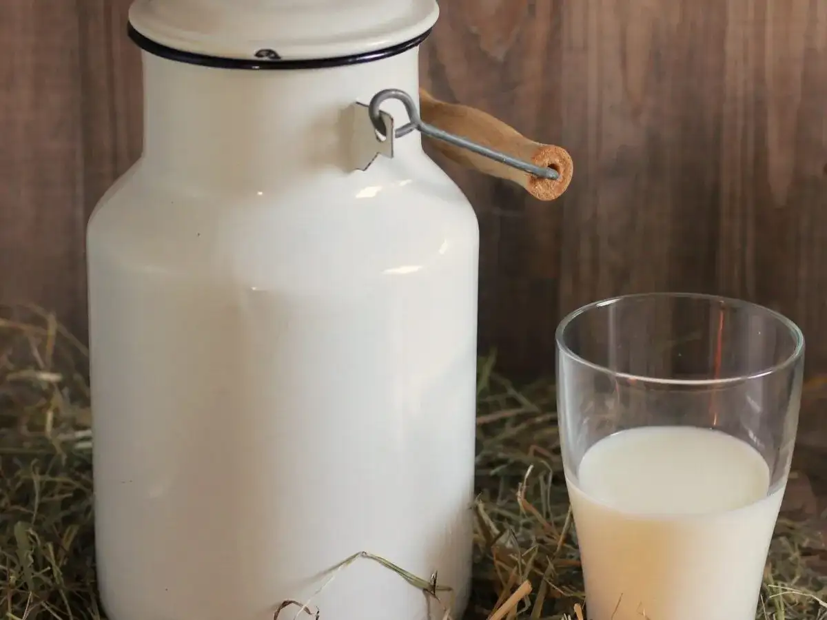 Biały baniak i szklanka mleka na sianie. Dowiedz się, ile białka ma mleko, by wzmocnić kości.