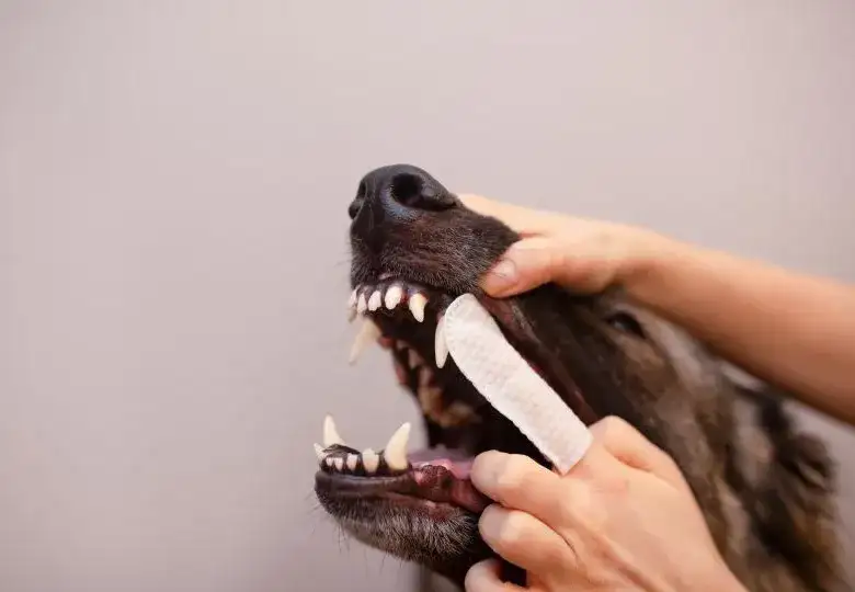 Zdrowe zęby psa: Jak dbać o uśmiech pupila? [Poradnik]