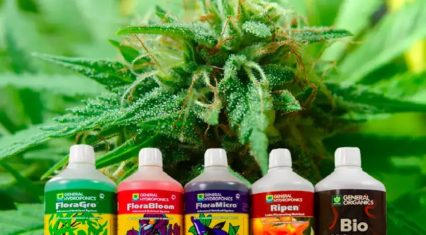 Jakie nawozy do hydroponiki wybierać, aby osiągnąć obfite plony?