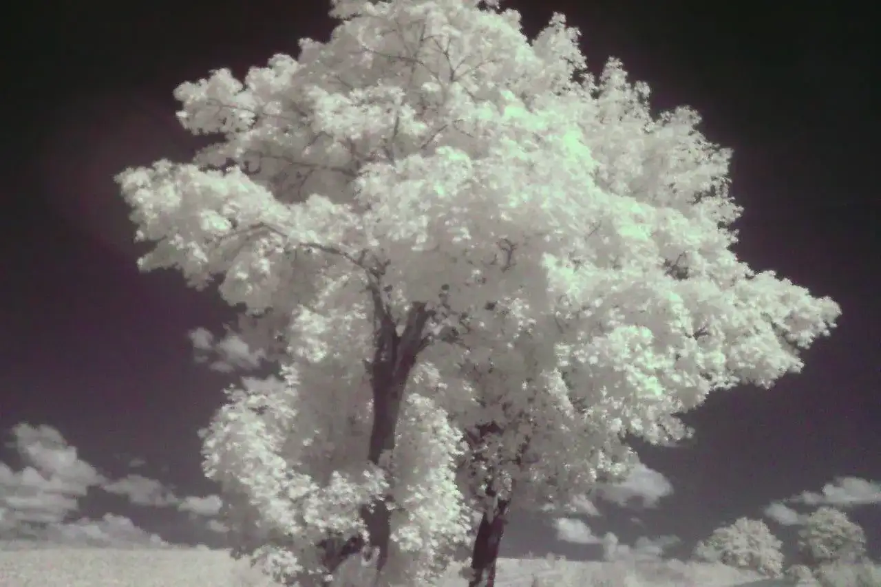 Niezwykła fotografia ir. Drzewo o białych liściach na tle ciemnego nieba.