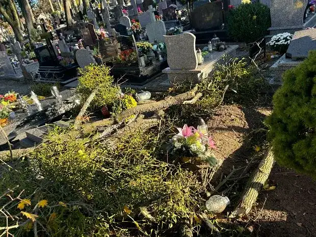 Kto odpowiada za drzewa na cmentarzu i jak dbać o ich zdrowie?