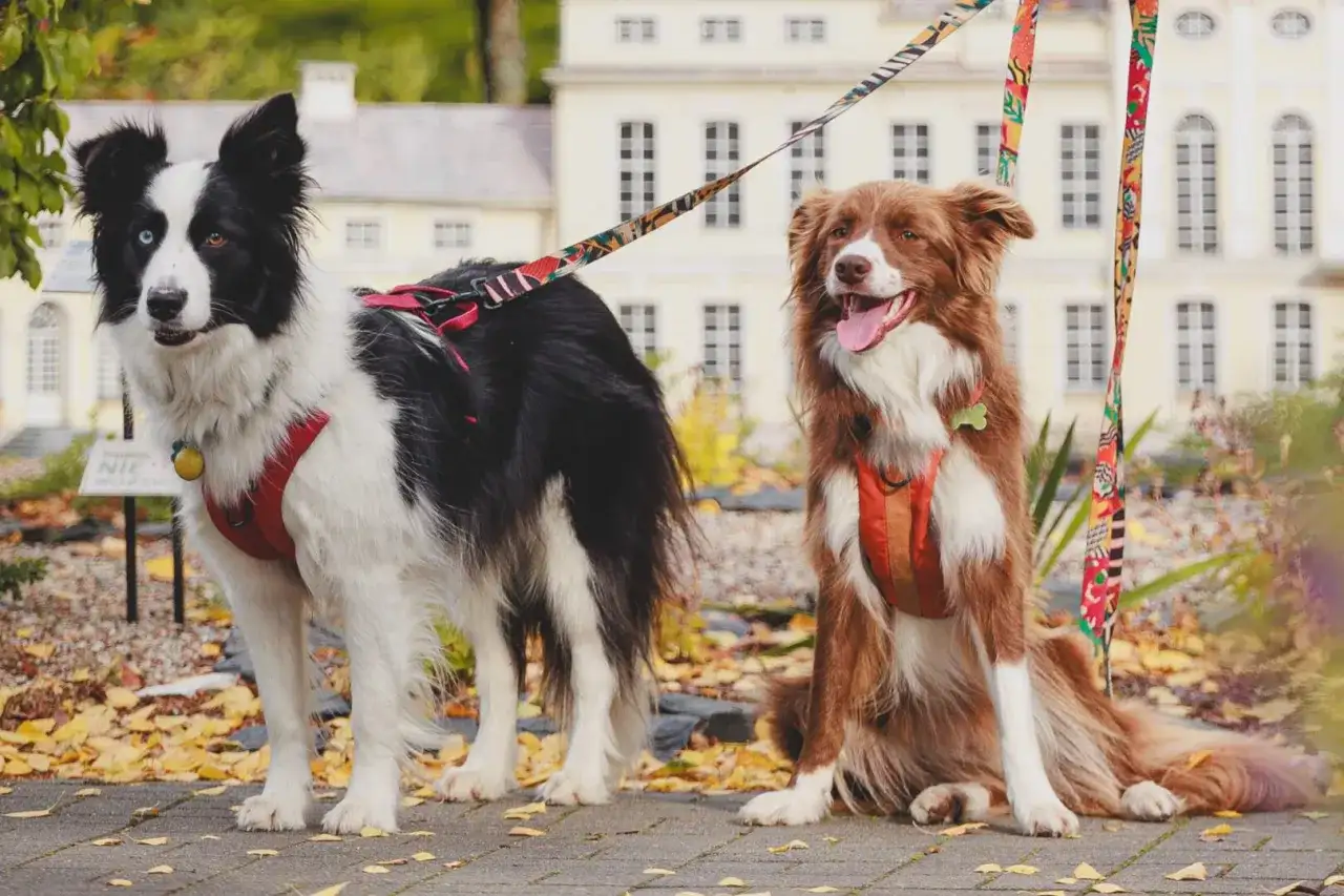 Gdzie na spacer z psem pomorskie: najlepsze miejsca na relaks z pupilem