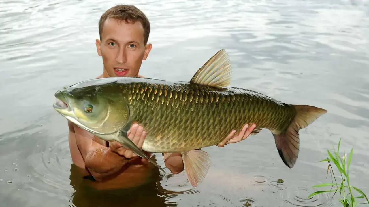 Mężczyzna trzyma w wodzie dużą rybę - karpia lub amura.