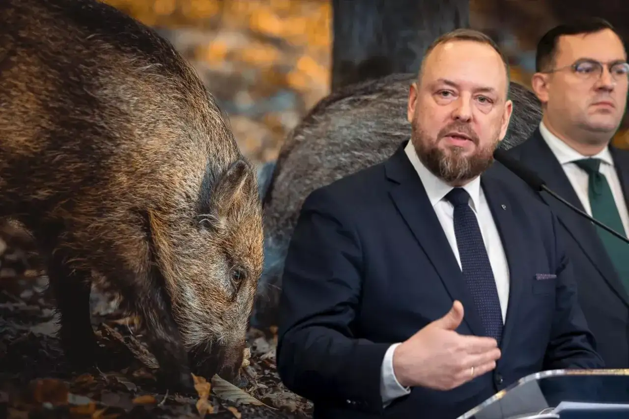 Mężczyzna w garniturze przemawia, a za nim dzik. Co myśliwy ma za zastrzelonego dzika?