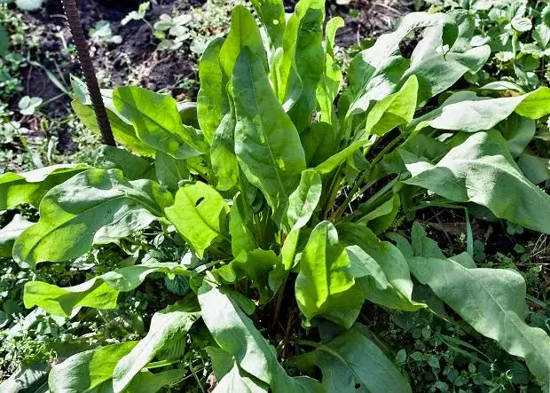 Kiedy sezon na szczaw? Odkryj najlepszy czas na zbiór i smak