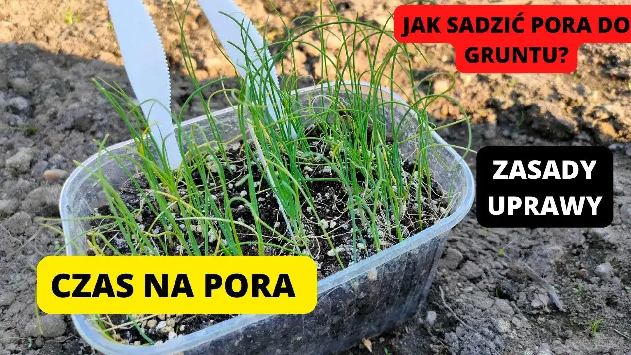 Kiedy sadzić por do gruntu? Poznaj najlepszy termin i warunki