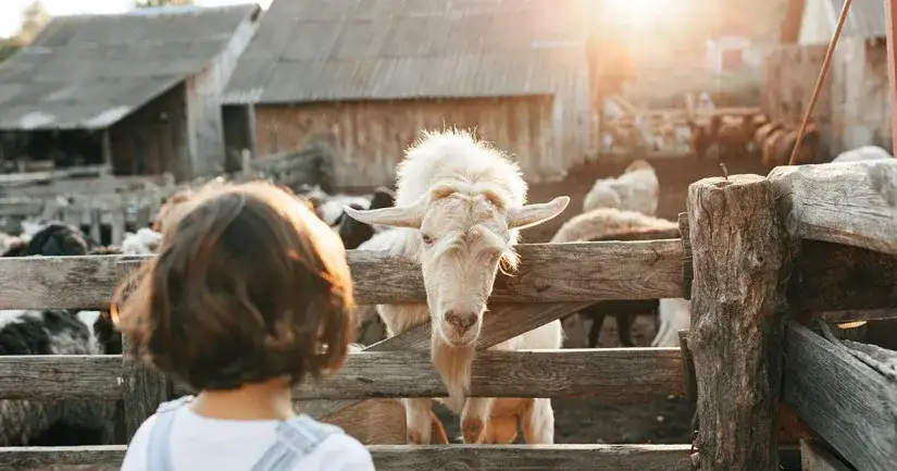 Agroturystyka jak założyć nie będąc rolnikiem – krok po kroku do sukcesu