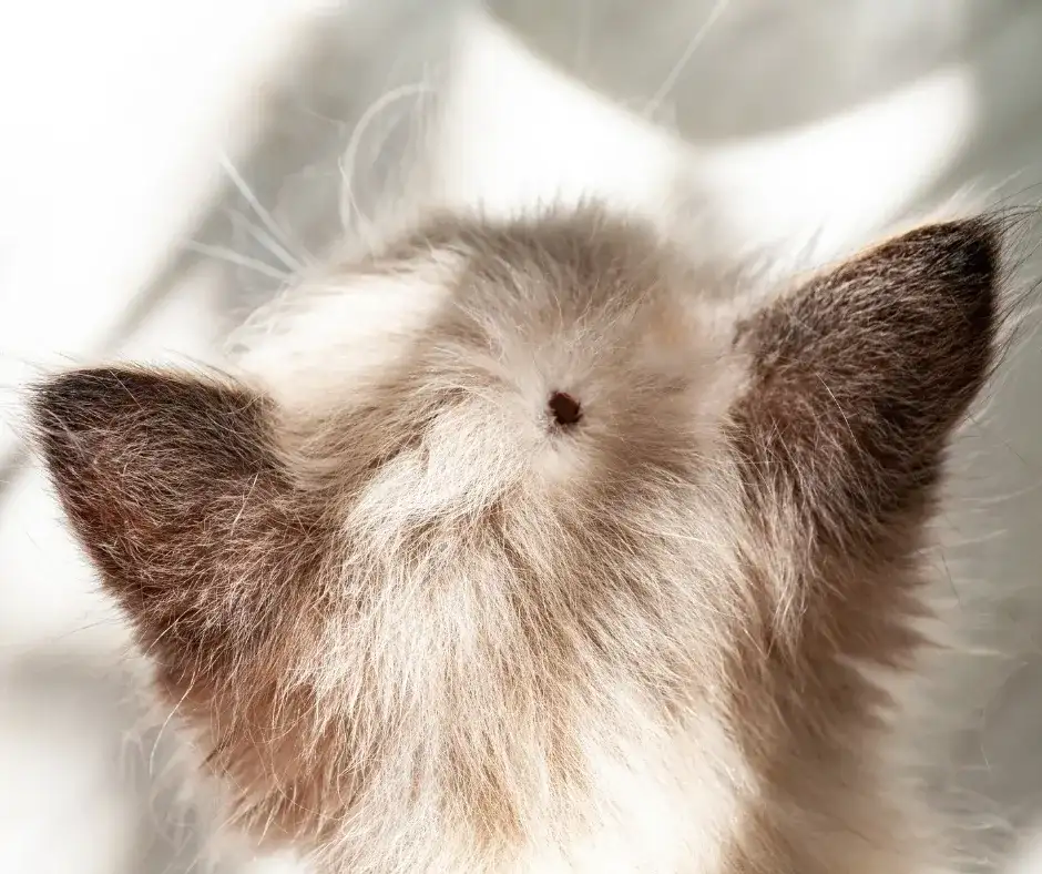 Strupki na skórze kota: przyczyny, leczenie i jak im zapobiegać