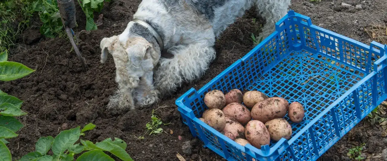 Czy psy mogą jeść surowe ziemniaki? Oto, co musisz wiedzieć o ich bezpieczeństwie