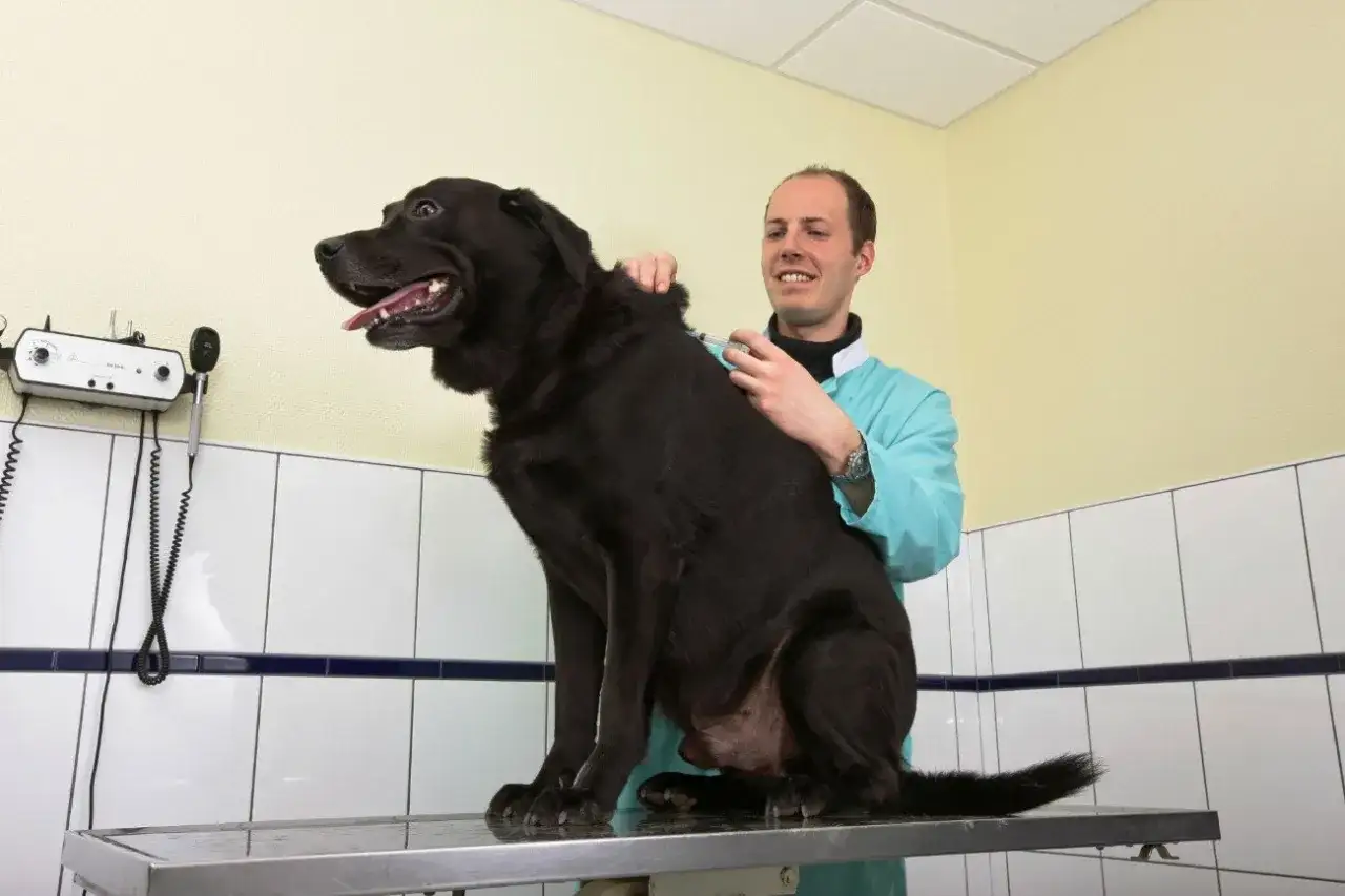 Asystent weterynarza podaje zastrzyk czarnemu psu. Ciekawe, ile zarabia asystent weterynarza za taką pracę.