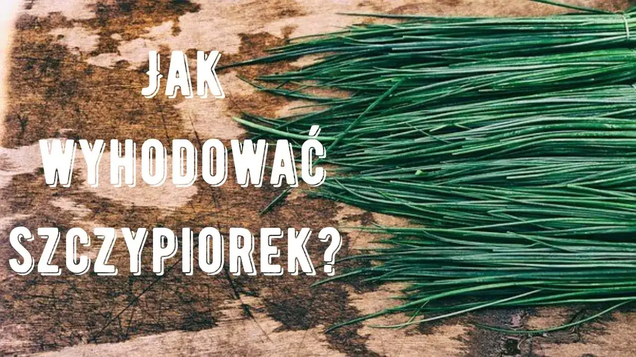 Jak uprawiać szczypiorek - proste metody i skuteczne porady pielęgnacyjne