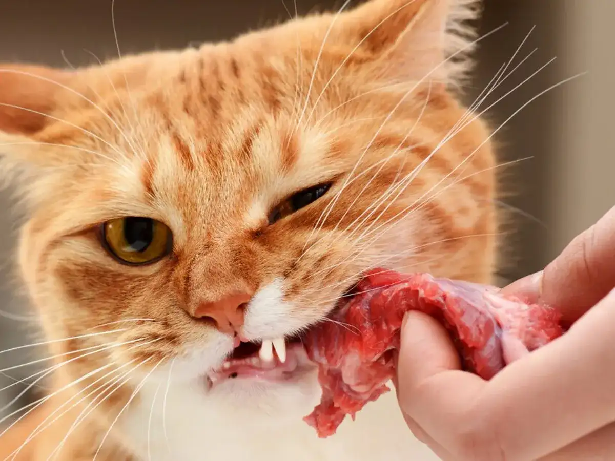 Rudy kot z apetytem zajada serca drobiowe podane na dłoni.