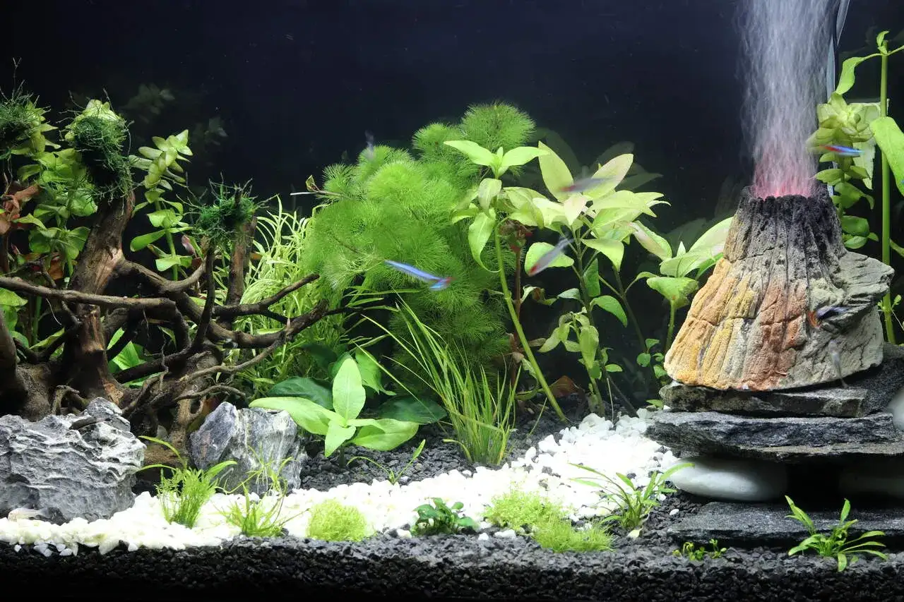 Jak ułożyć kamienie w akwarium, by stworzyć bezpieczne środowisko