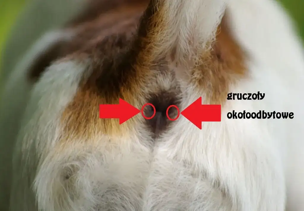 Jakie są objawy zapchanych gruczołów okołoodbytowych u kota i leczenie?