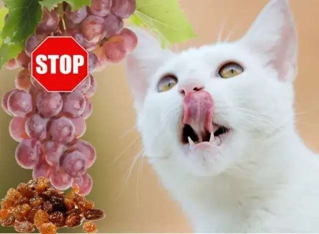 Czy koty mogą jeść winogrona? Poznaj niebezpieczeństwa dla zdrowia