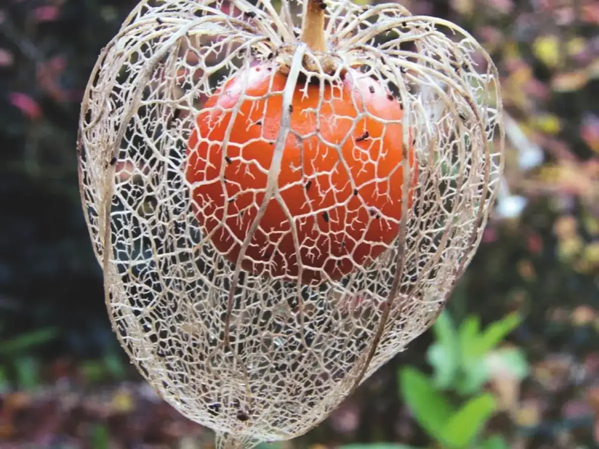 Jak uprawiać physalis: proste kroki do zdrowych owoców w ogrodzie