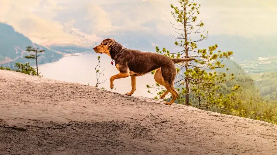 O psie który wrócił do domu na Netflix – gdzie go obejrzeć w Polsce?