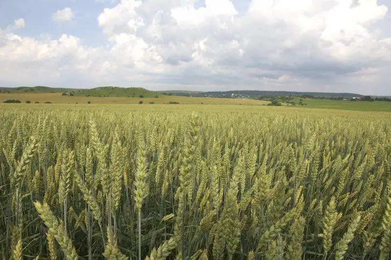 Kto uprawia zboże na Ukrainie? Poznaj największych producentów i rolników