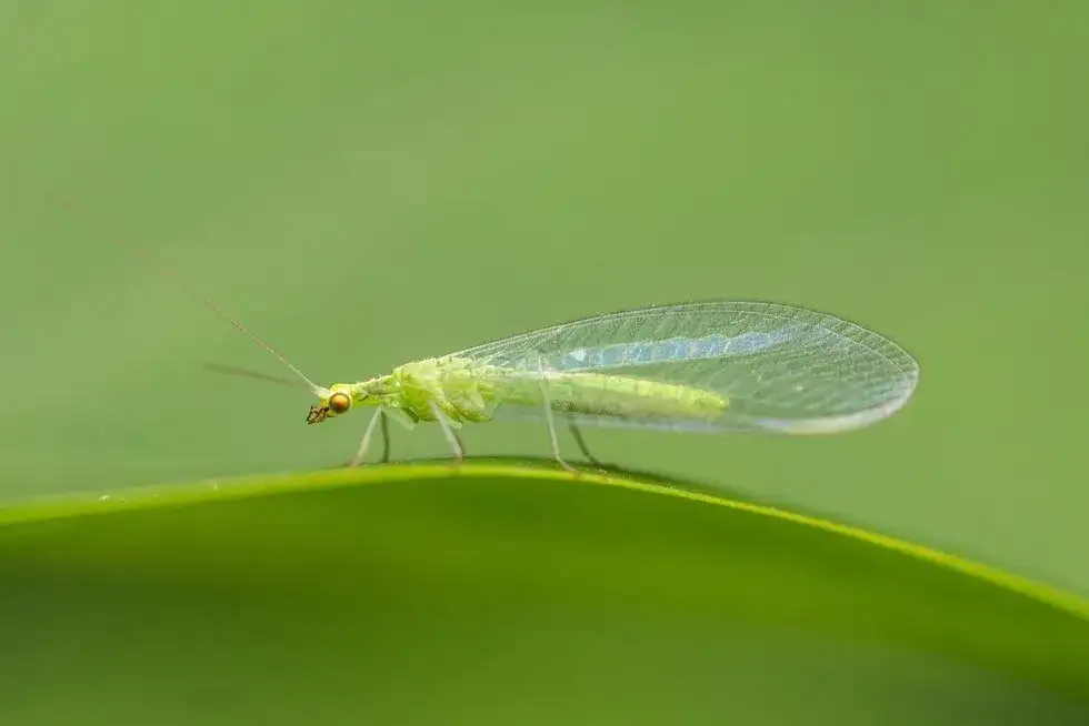 Mały zielony robaczek: Gatunki, porady i jak dbać o pielęgnację