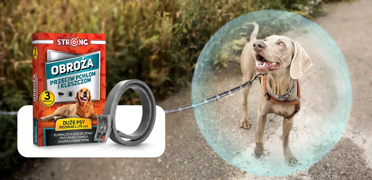 Do kiedy pies ma nosić obrożę na kleszcze, aby uniknąć zagrożeń?