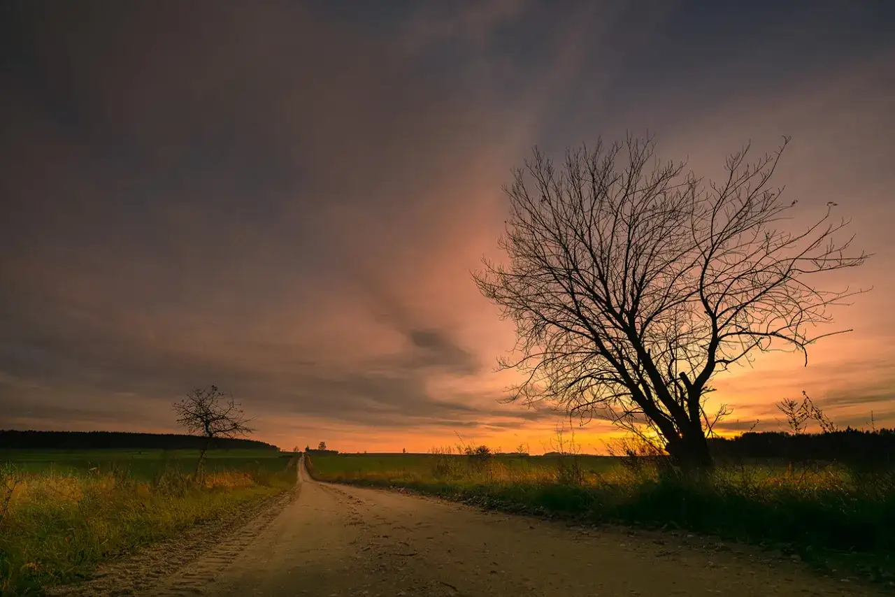 Piękna kompozycja w fotografii: samotne drzewo na tle zachodzącego słońca, droga prowadząca w dal.