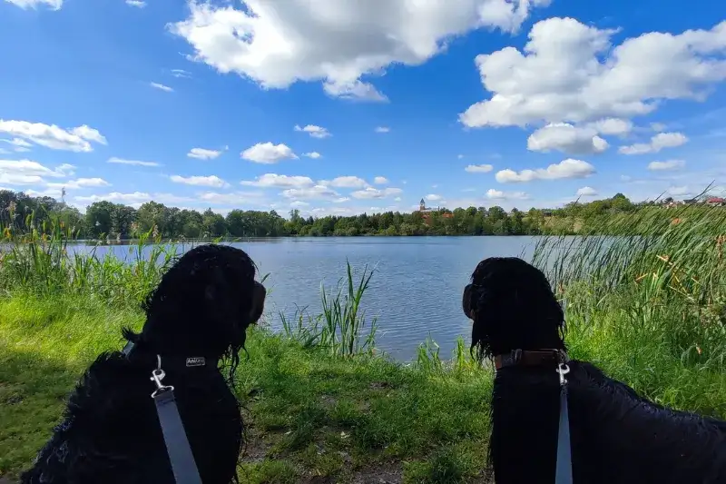 Gdzie z psem na spacer? Odkryj najlepsze miejsca w Polsce