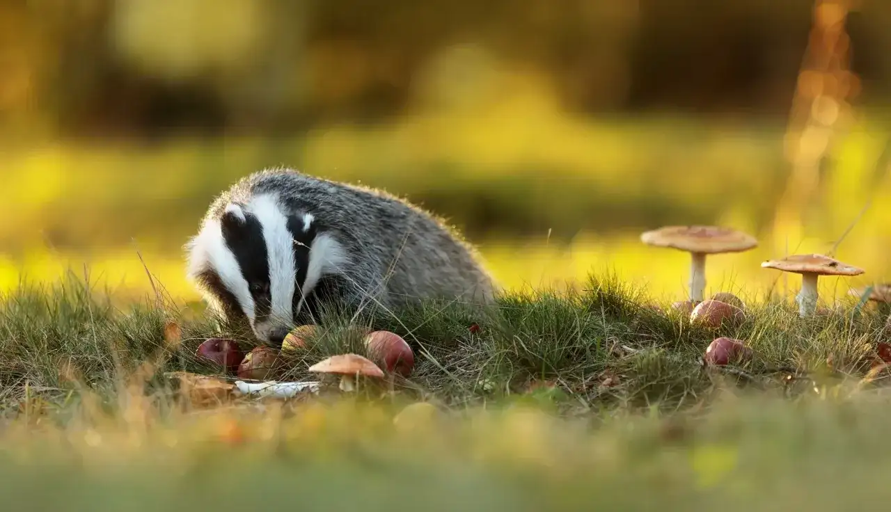 Dieta borsuka w Polsce: co je? Sekrety wszystkożercy