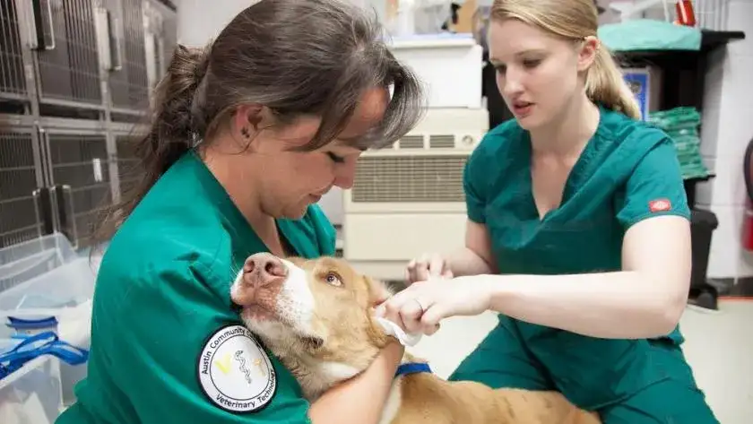 Ile zarabia weterynarz w USA? Zaskakujące różnice w wynagrodzeniach