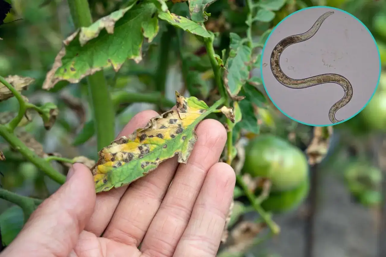 Jak wyglądają nicienie w glebie? Odkryj ich tajemnice i rolę w ekosystemie