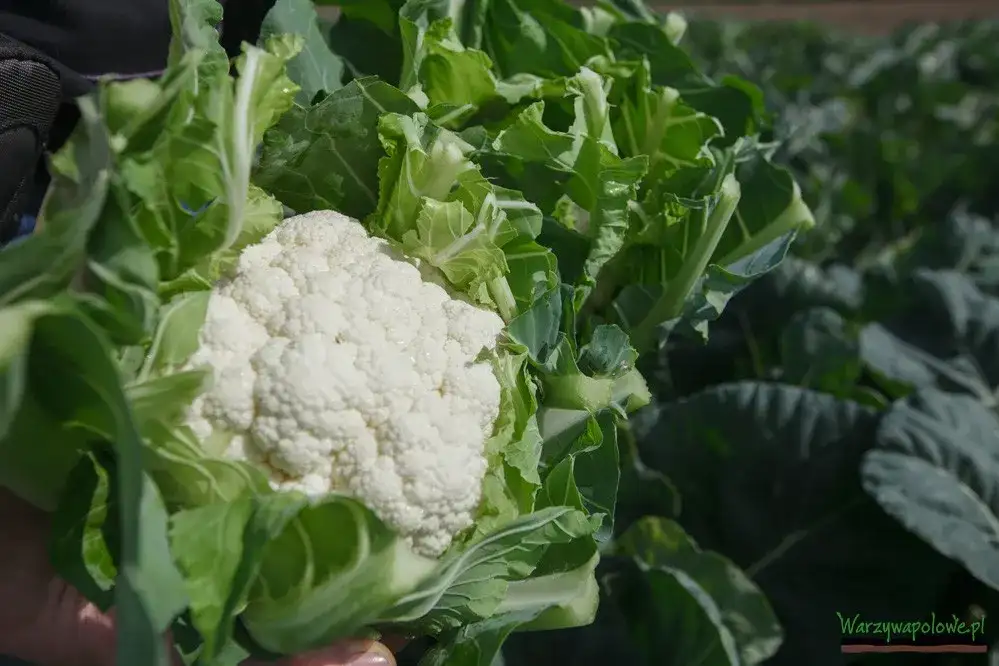 Jak uprawiać kalafiory: proste metody i sekrety udanej uprawy