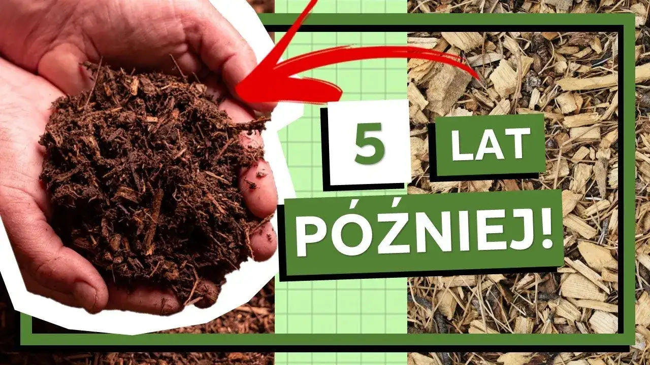 Czy zrębki zakwaszają glebę? Ekspert rozwiewa wątpliwości!