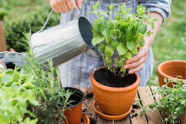 Jak zasadzić miętę w doniczce i uniknąć najczęstszych błędów