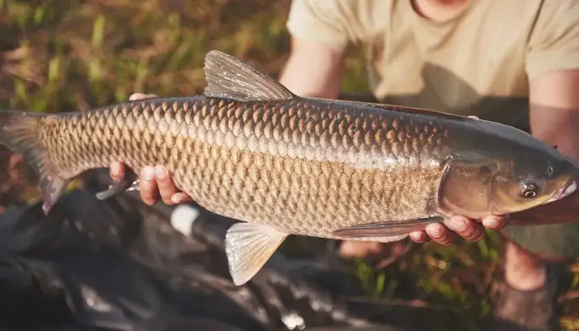 Jaką wędkę na karpia wybrać, by uniknąć rozczarowania?