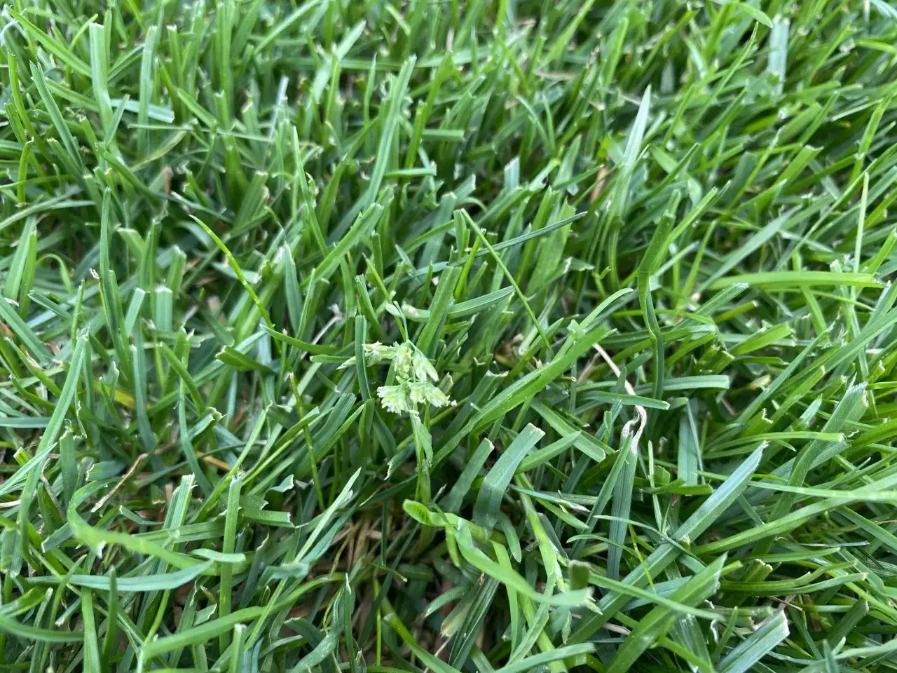 Gęsta, zielona trawa, z widocznymi źdźbłami i kilkoma kłoskami. To idealne warunki do wzrostu dla nasion Kentucky bluegrass.