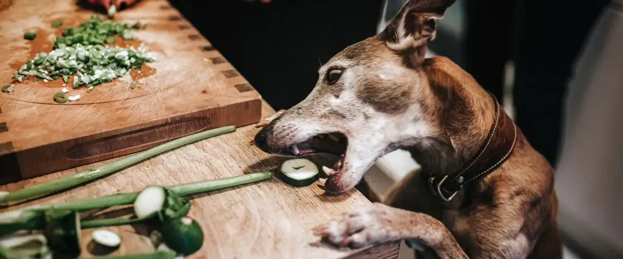 Czy pies może jeść cukinię - poznaj zasady bezpiecznego karmienia pupila