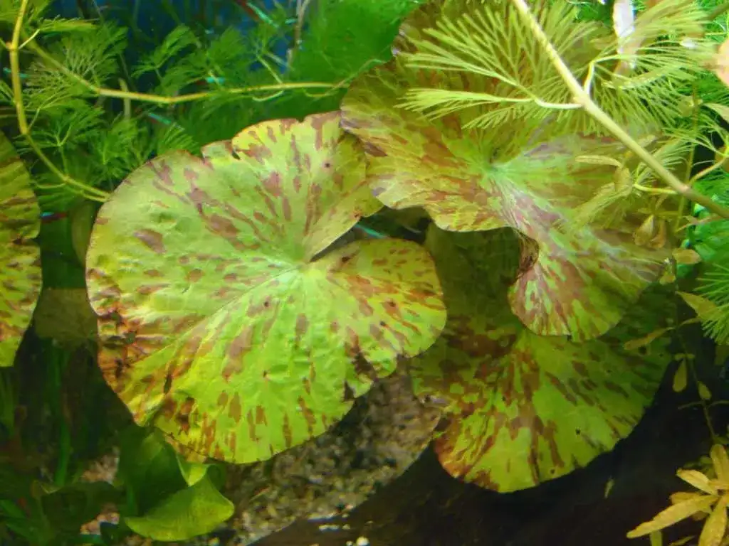 Jak sadzić lotosa w akwarium: kompletny poradnik z praktycznymi radami