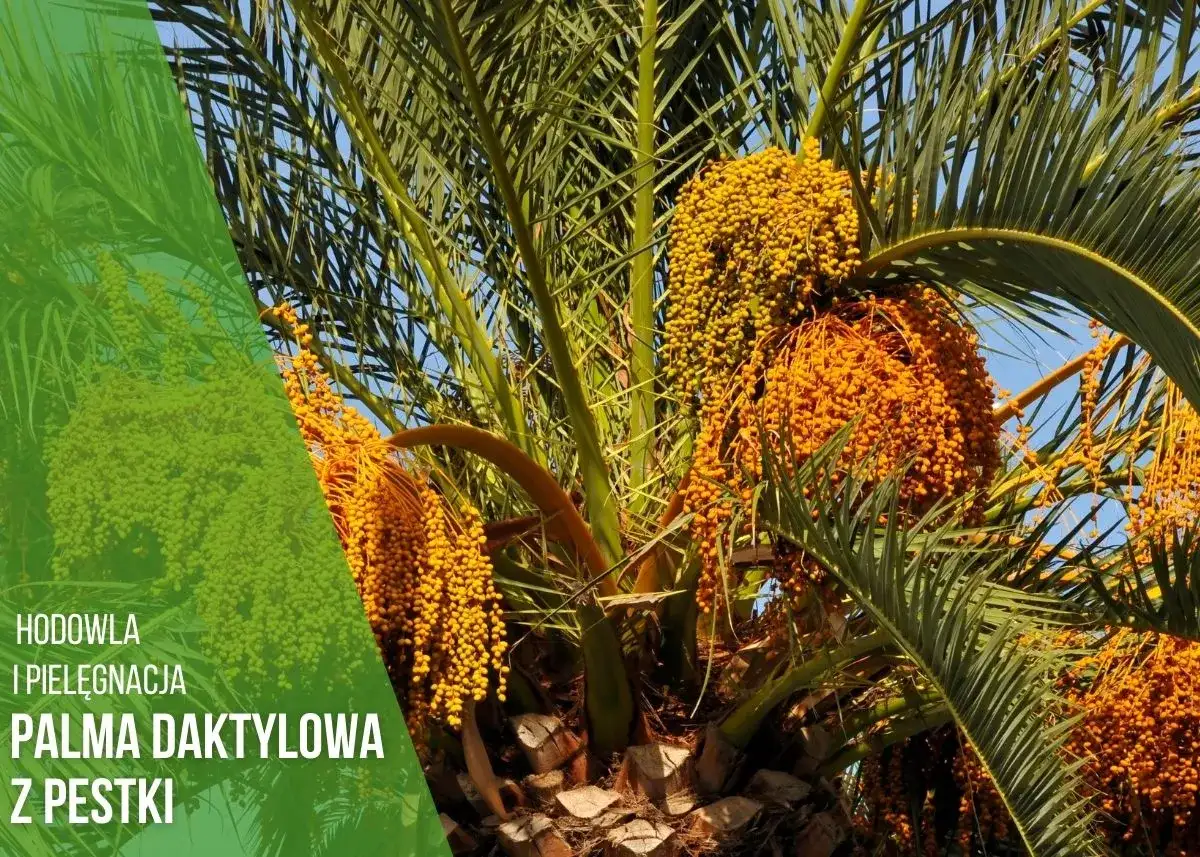 Jak kwitnie palma daktylowa i co musisz o tym wiedzieć?