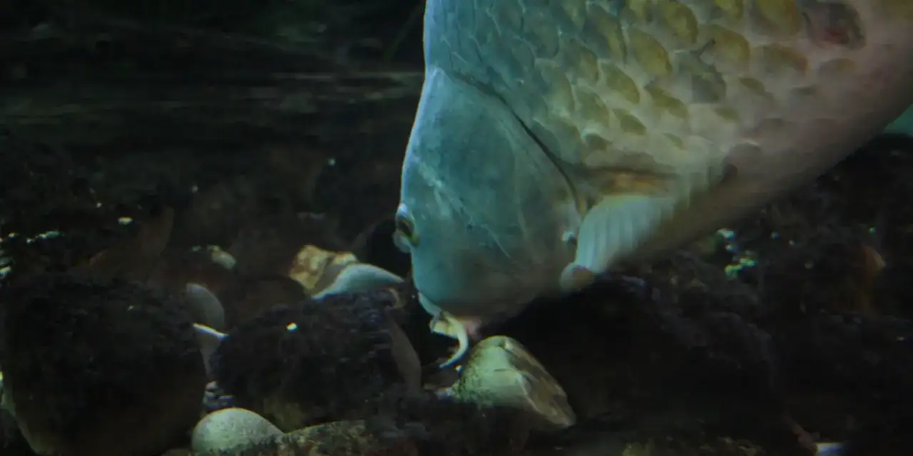 Was fressen Karpfen im Teich? Die überraschende Wahrheit über ihre Nahrung